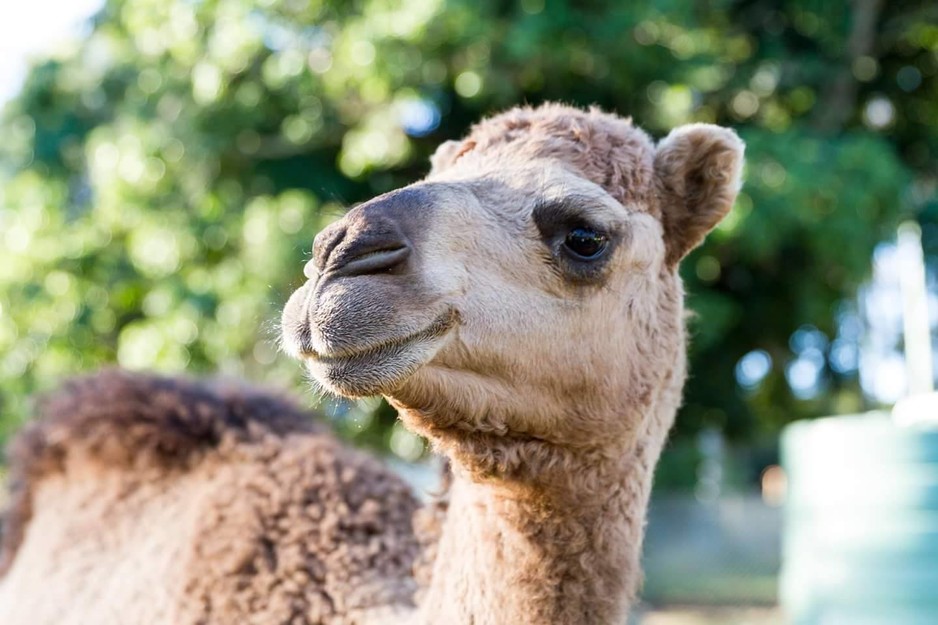 White Ridge Farm Pic 1 - Gypsy our beautiful camel