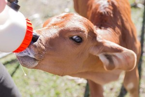 White Ridge Farm Pic 2 - Come and feed a calf