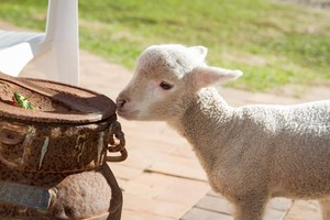 White Ridge Farm Pic 3 - Beautiful little lambs