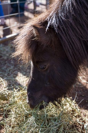 White Ridge Farm Pic 4 - Miniature horses