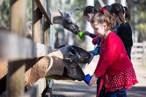 White Ridge Farm Pic 5 - Feed the friendly animals