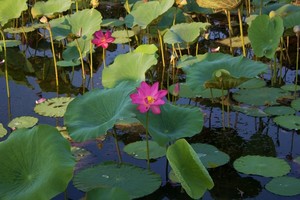 Yellow Water Cruises Pic 2