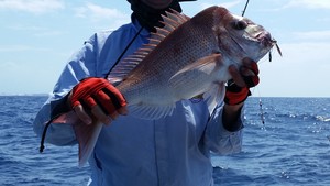 Better Tackle Pic 5 - Snapper caught with Better Tackle Snapper Rigs