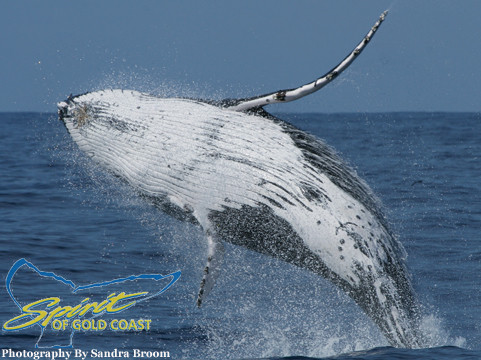 Spirit Of Gold Coast Whale Watching Pic 1