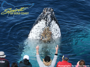 Spirit Of Gold Coast Whale Watching Pic 4