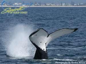 Spirit Of Gold Coast Whale Watching Pic 3