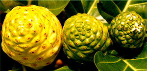 Tahitian Gold Noni Juice Pic 2 - antioxidants North Maleny QLD 4552