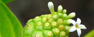 Tahitian Gold Noni Juice Pic 3 - noni juice North Maleny QLD 4552