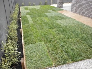 Affects Paving & Landscaping Pic 3 - turf backyard