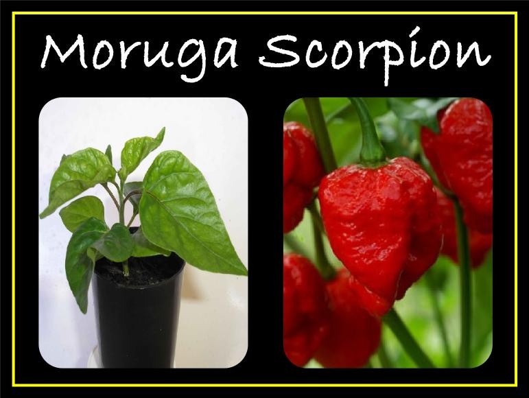 Espania Products Pic 1 - Moruga ScorpionWorlds Hottest Chilli