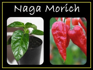 Espania Products Pic 2 - Super Hot Naga Morich Chilli