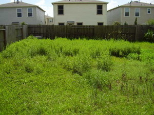 Cheap Lawn Mowing & Home Services Pic 4