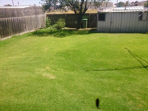 Cheap Lawn Mowing & Home Services Pic 2 - With my Regular Treatment I can get your dead dull grass looking like mine