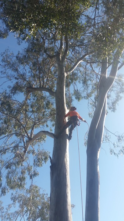 Bunya Tree Lopping Pic 1