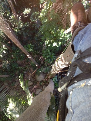 Bunya Tree Lopping Pic 4