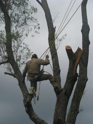 Bunya Tree Lopping Pic 5