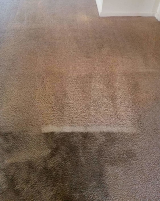 Chris's Upholstery Cleaning Pic 2