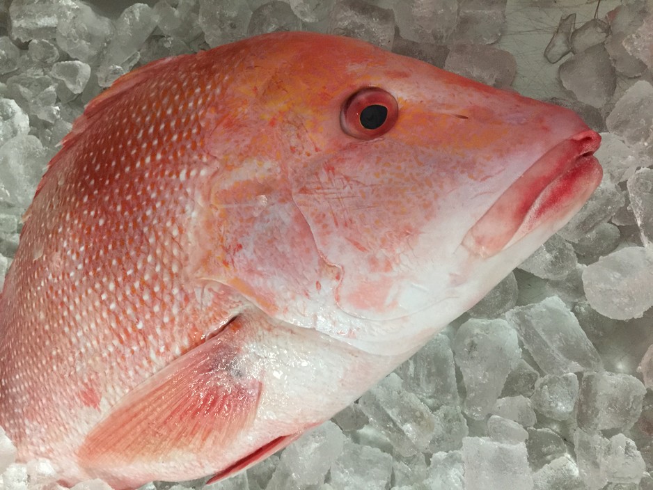 Noosa Seafood Pic 1 - Fresh Red Emperor