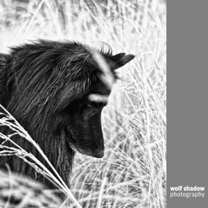 wolf shadow photography Pic 3