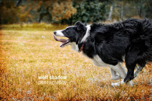 wolf shadow photography Pic 4