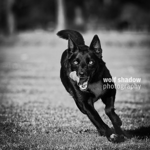 wolf shadow photography Pic 5