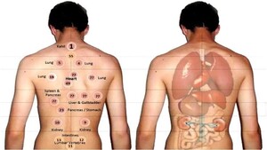 Aromae Massage Pic 3 - Cupping acupressure points easing the tightness of connective tissues between the muscle and the joints