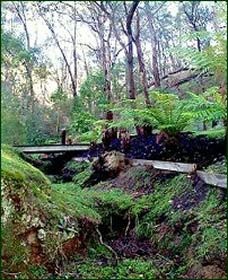 Araluen Lodge & Villas Pic 1 - Araluen Lodge nearby forest