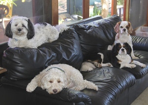 Indulgence Pet Care Pic 4 - A favourite place to rest