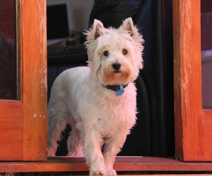 Indulgence Pet Care Pic 5 - Jock coming out for an explore in the garden