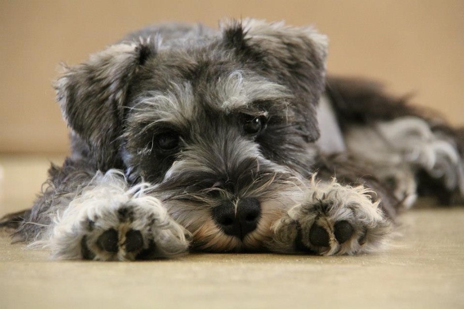 Indulgence Pet Care Pic 1 - Ollie relaxing after his morning walk