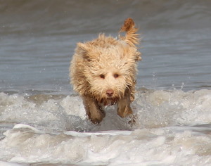 Indulgence Pet Care Pic 2 - Rosie loves our beach walks