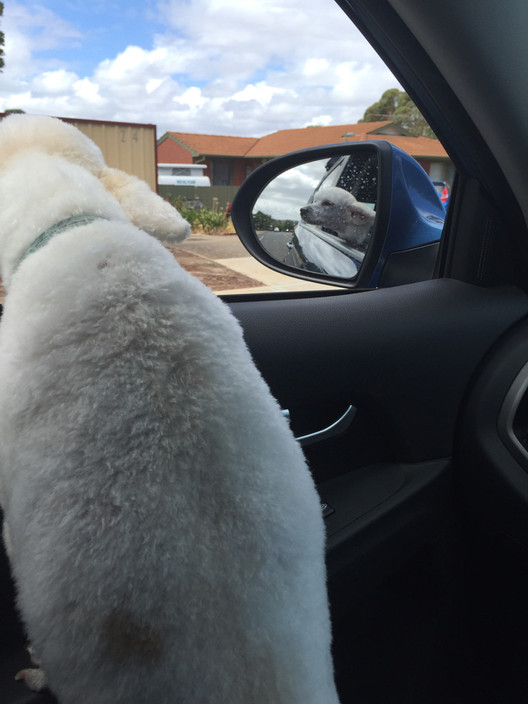 Mojo's Grooming Shed Pic 1