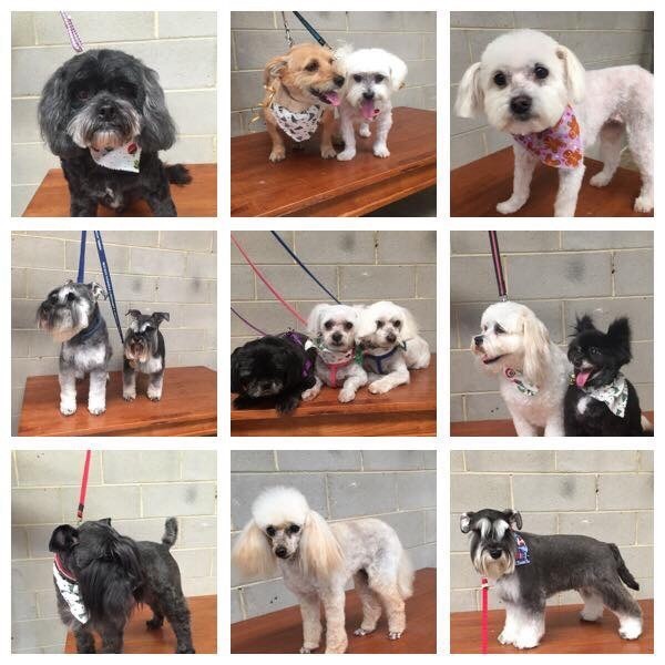 Hair of the Dog Melton in Melton, VIC, Pet Groomers TrueLocal