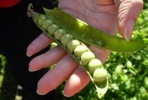 Foodscape Tours Pic 2 - 10 out of 10 peas in the pod