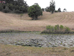 Tweed Coast Slashing Pic 4 - Slashing and Mowing Round Mountain Property We service Murwillumbah All of Tweed Pottsville to Coolangatta including Koala Beach Cabarita Kingscliff and SaltCasuarina ChinderahBanora PointTerranora and Tugan