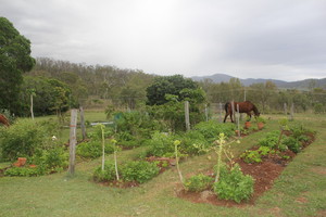 Kilkivan Country Bed and Breakfast Pic 4 - The flowers and veggies are fresh