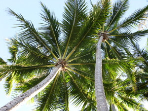 Palm Cove Retreat Day Spa Pic 4