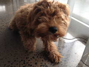 Windsor Walkies Pic 4 - Alfie the Cavoodle puppy