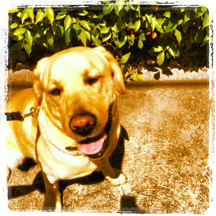 Windsor Walkies Pic 1 - Astro the Golden Labrador