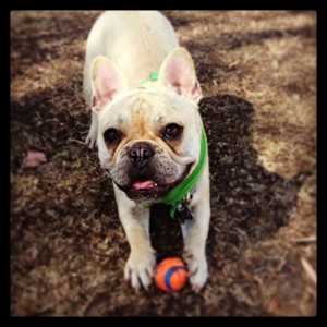 Windsor Walkies Pic 5 - Hank the frenchy and his favourite ball