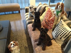 Windsor Walkies Pic 3 - Lily Izzi the Cavalier King Charles and Doris Hoover Frank the schnauzers chilling on the couch