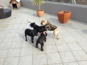 Windsor Walkies Pic 2 - Schnauzers and Frenchies at daycare