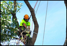 westarbour Tree Service Pic 3