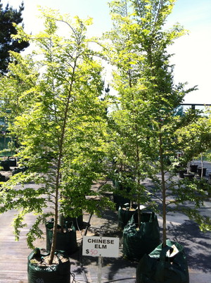 Mesara Tree Farm Pic 2 - Chinese Elm