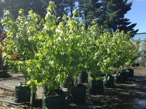 Mesara Tree Farm Pic 3 - Liquidamber