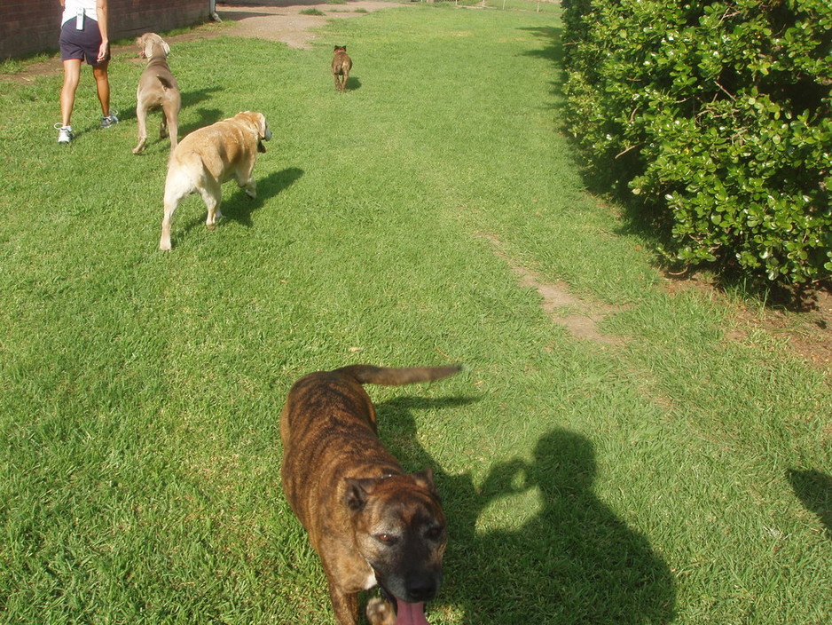 Meroo Kennels and Cattery Pic 1 - Play time ALL day