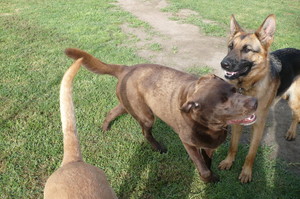 Meroo Kennels and Cattery Pic 5 - While the bigger boys romp ALL day