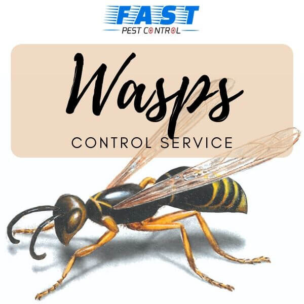 Wasp Removal Brisbane Pic 1