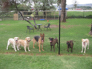 Allbreeds k9 bootcamp sales & pet retreat