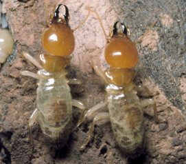 The Termite Managers Pic 1 - Termites